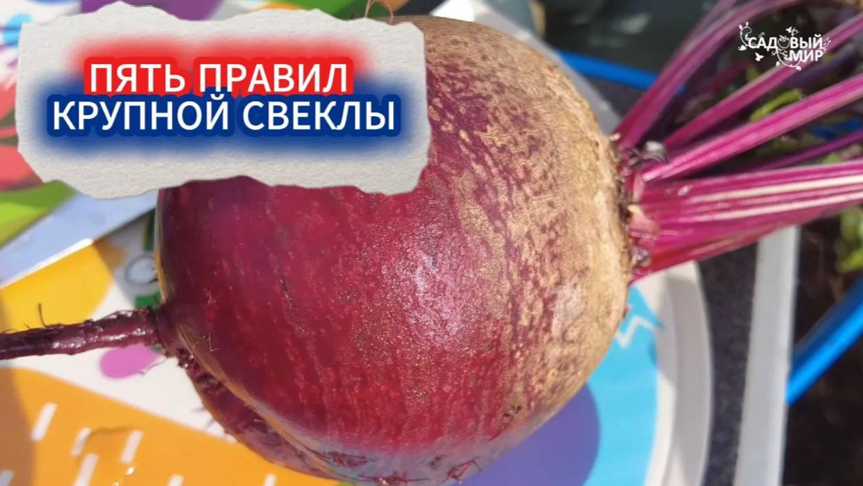ПРАВИЛА КРУПНОЙ СВЕКЛЫ - СЕКРЕТЫ ВЫРАЩИВАНИЯ.
