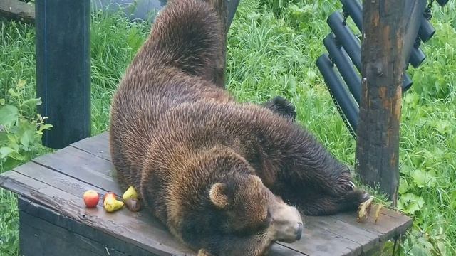 Любимый медведь на столе отдыхает