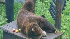 Любимый медведь на столе отдыхает