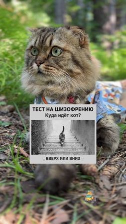 Пиши, куда идет кот?😸 #кот #тест #юмор