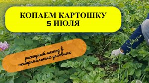 Копаем картошку 5 июля.
