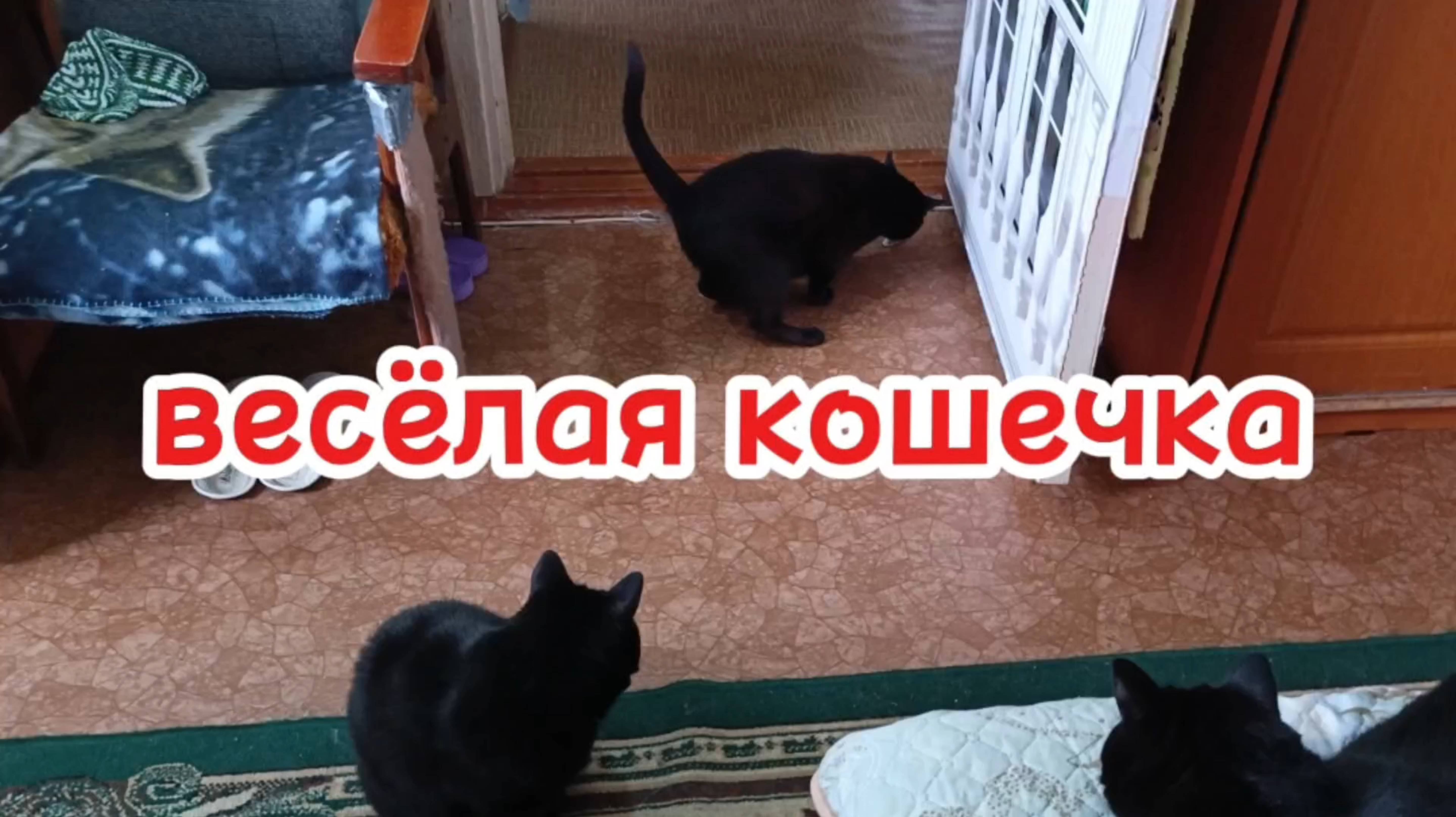 Весёлая кошечка
