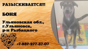Пропала собака! БОНЯ. Ульяновская обл., г.Ульяновск.