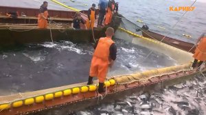 Дополнительные объемы вылова горбуши выделили для Магаданской области