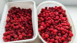 В лес за малиной и грибами 15 июля 2025