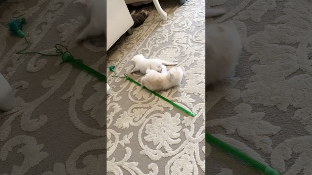 Котятам кошки Кайли 30 дней.