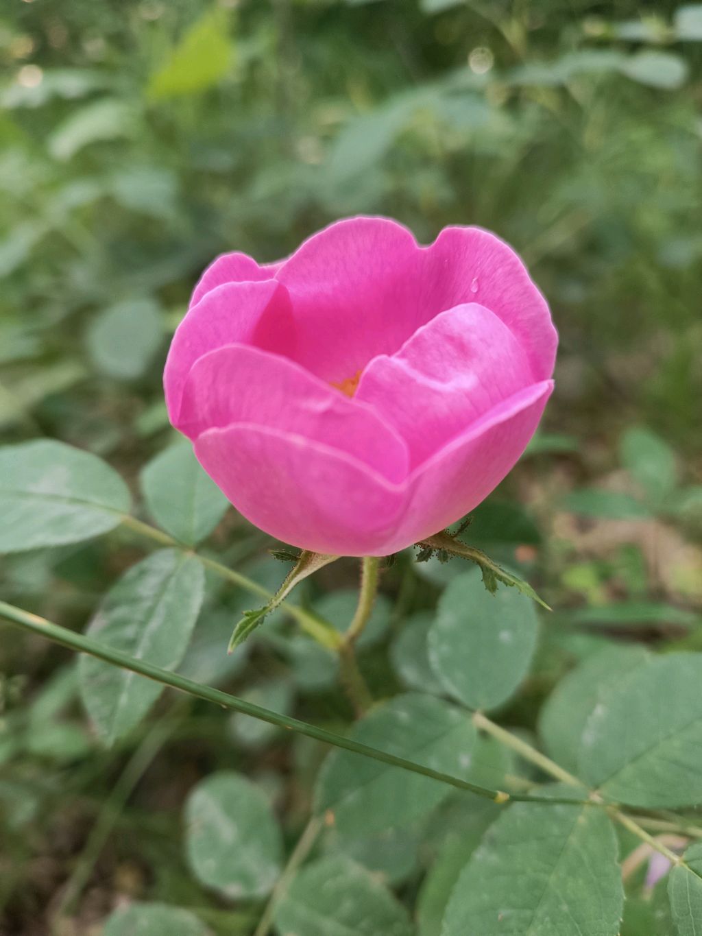 пион смотреть онлайн