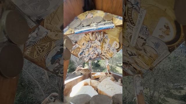 1000043926.mp4Жизнь кормушки.15.07.2025г.