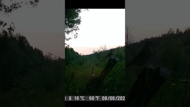 Съёмки фотоловушки