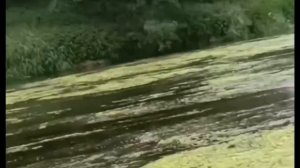 1000515184.mp4