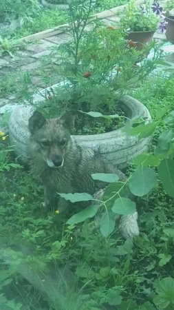 СПАСАЕМ МУХУ #рассказыоживотных 1000052315.mp4