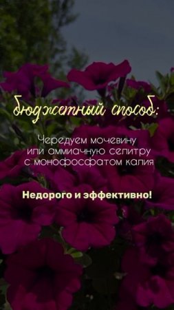 🌸 Секреты пышного цветения петуний 🌸