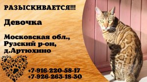 Пропала кошка! Девочка. Московская обл,  Рузский р-он,  д. Артюхино