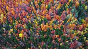 Autumn_Forest