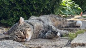 Дневник лесного кота Барсика: 15 июля 2025 года