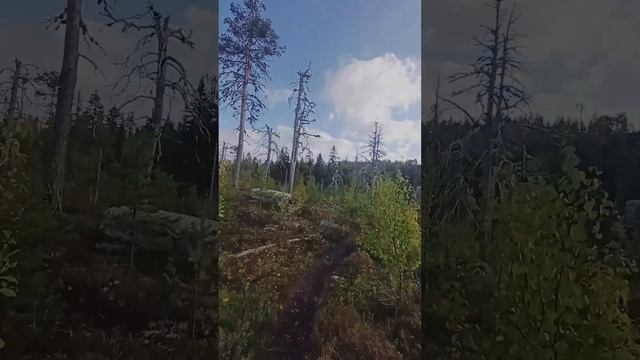 Vottovaara Mountain Race 2024 дистанция 50 Миль
