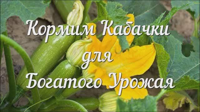 Кормим Кабачки для Богатого Урожая.