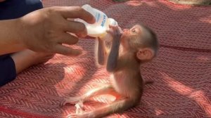 Обезьянка малюточка сиротушка кричит пищит кушать Брыкается Сидя пьет  смесь из соски Играет ползает