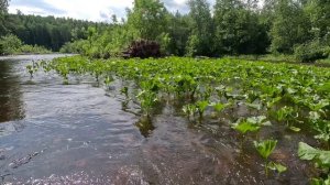 Летний сплав с собакой