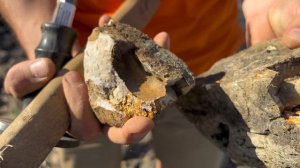 Нашли окаменелости в Череповце.