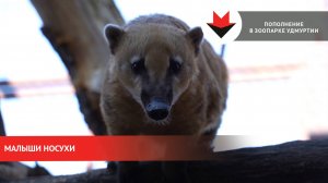 Детеныши носухи в зоопарке Удмуртии