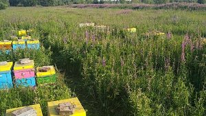 Привезли первую партию пчёл на пчеловозе УЗМК. БИОПАСЕКА.