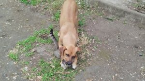 Любовные игры пса с котом