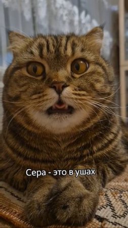 Ах, ты мой серебряный...