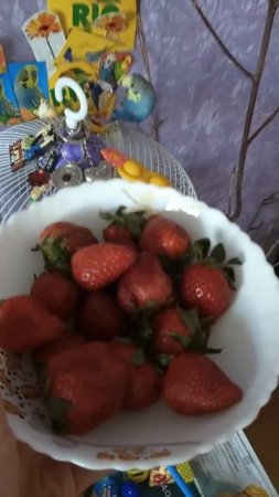 Птичкин красавчик Кеша и клубника 🍓