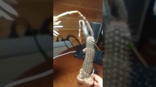 Ароматный ночной цветун Сетиэхинопсис Удивительный (Setiechinopsis mirabilis)