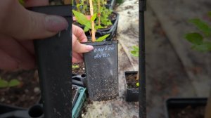 Лилия и клематис Голубой Ангел