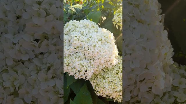Гортензия Анабель древовидная.