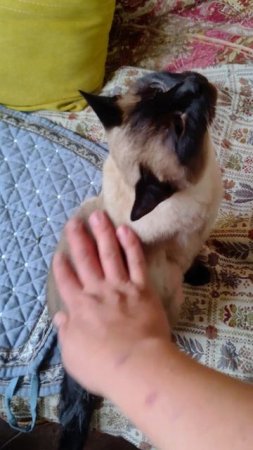 Сиамская кошка