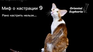 Миф о кастрации 9
Рано кастрить нельзя…