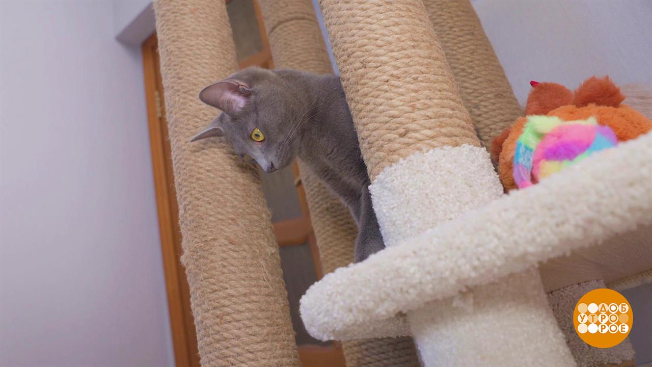 Котик, дай поспать! Доброе утро. Фрагмент выпуска от 15.07.2025