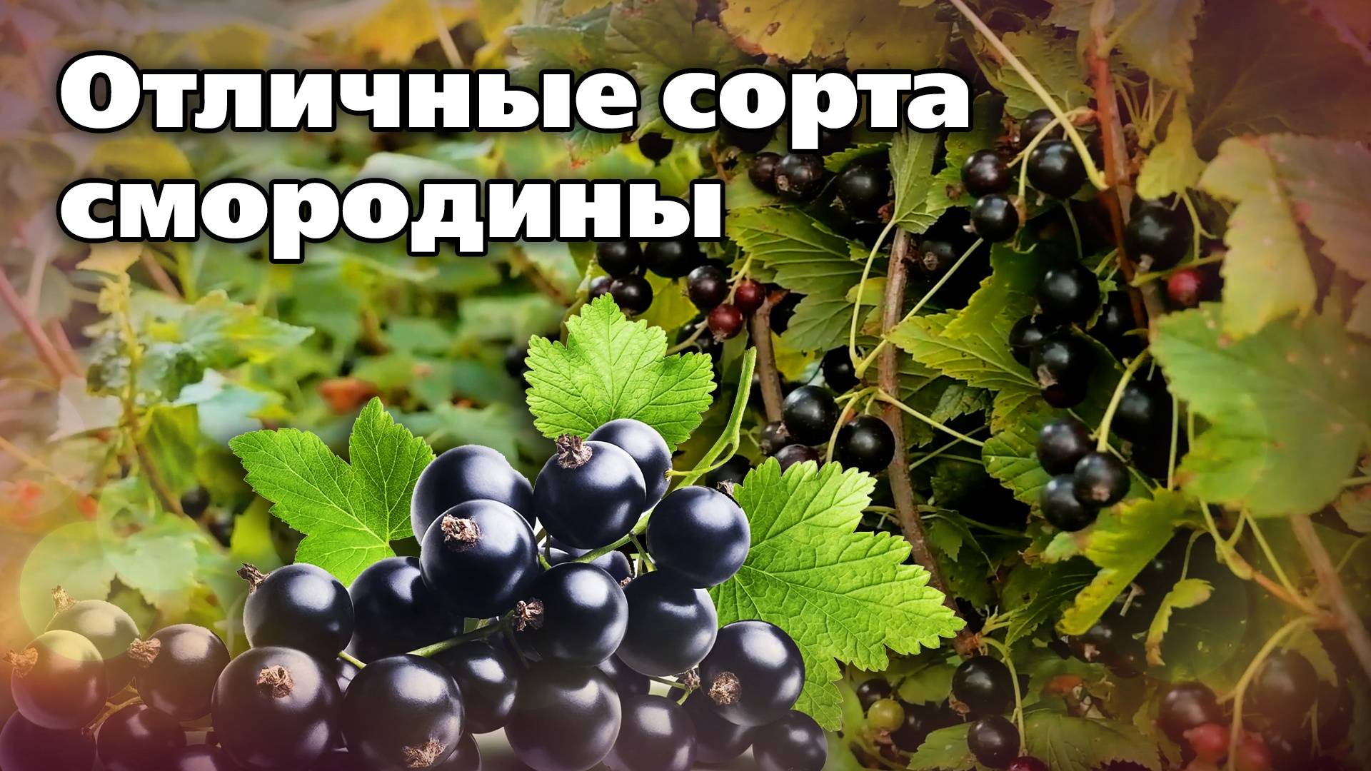 Эта смородина осыпет урожаями. Советует агроном