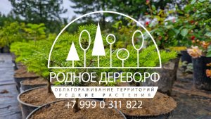 Родное Дерево! | Питомник растений | Обзор 2025
