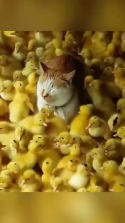 cat with chickens