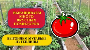 4. Выгоняю муравьев из теплицы.