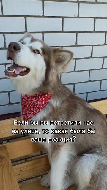 Какая была бы ваша реакция?15.07.2025