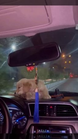 Спокойной ночи.