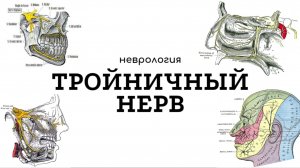 V (тройничный) черепной нерв: анатомия, функции и клиническое значение