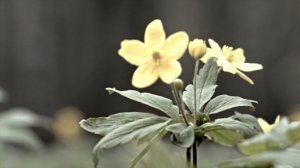 я жду ответ муз,исп. Олег Сапегин сл. Юлия Вихарева,О. Сапегин