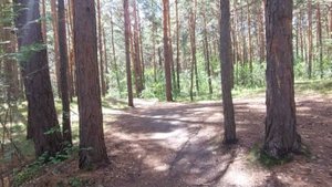 Кривинский сосновый бор.Озеро Тагарское.Минусинск