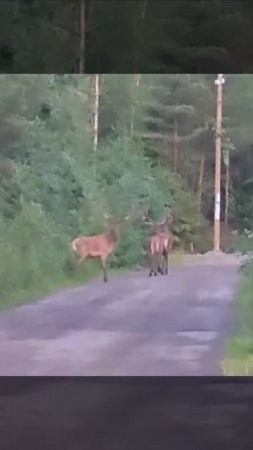 Встреча лосей в лесу Ленобласти