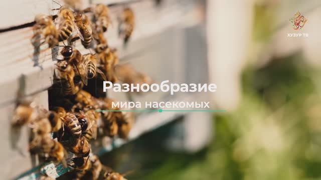 Разнообразие мира насекомых | Чудеса сотворения. Мир насекомых