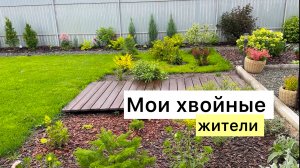 Прогулка по саду! Обзор хвойных! НОВИНКИ!