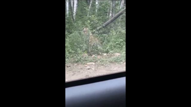 Тигра встретил автолюбитель на дороге в Хабаровском крае