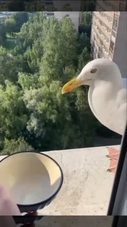 Чайка пьет из рук человека