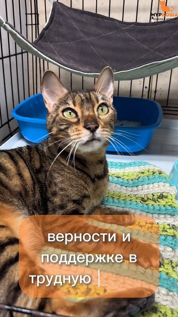Метакса ждёт вас в приюте #Муркоша